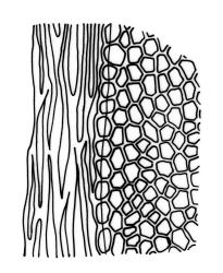 Fissidens rigidulus var. rigidulus, laminal cells, margin of vaginant lamina. Drawn from J.E. Beever 73-14, AK 291821.
 Image: R.C. Wagstaff © Landcare Research 2014 
